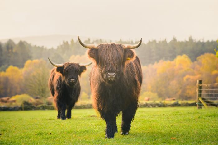 Highland Cow 122 DS 45 3